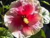 Ruffles in the Sun