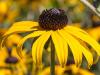 Gloriosa Daisy