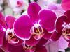 Pink Moth Orchids