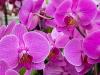 More Pink Orchids