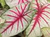 Red Veins