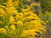 Goldenrod Time