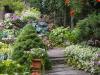 the Back Garden