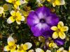 Contrasting Colours