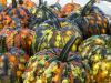 Warty Pumpkins