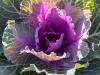 Ornamental Cabbage