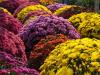 Mounds of Mums