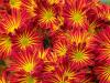 Star Bursts
