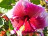 Another Hibiscus