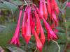 the Last Fuchsias - before repotting and pruning them all back for the winter