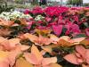 Poinsettia Time