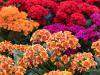 Colourful Kalanchoe