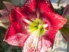 Christmas Amaryllis