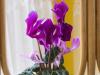 Mini Cyclamen