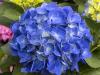 Blue Hydrangea