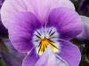 Pansy