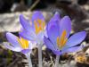 the Very First Crocuses