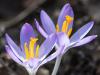 Crocuses in the Sun