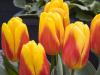 Cheery Tulips