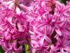 Sweet Smelling Hyacinths