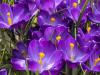 Crocuses in the Greenhouse