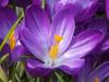 Crocuses