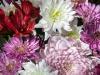 Chrysanthamums