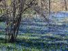 the Blue Meadow