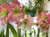 Amaryllis Farm