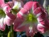 Amaryllis in the Sun