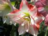 Couple Amaryllis