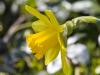 the First Daffodil