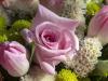 Rose and Tulips