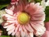More Pink Flowers