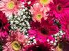 Gerbera Daisies from Jan