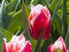 Sunny Tulips