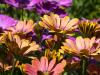 Colourful Daisies