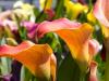 Orange Calla Lilies