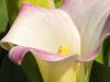 Calla Lilies