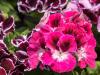 Martha Washington Geraniums