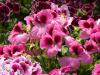 Pink Geraniums