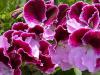Beautiful Purple Geranium