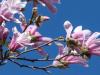 the Star Magnolia