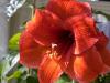 Red Amaryllis