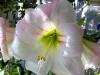 Apple Blossom Amaryllis