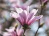 Star Magnolia 1