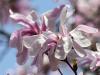 Star Magnolia 2