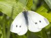 the First Butterfly