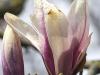 Saucer Magnolia Opening