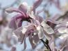 Star Magnolia 3